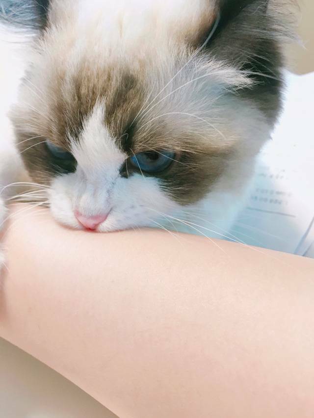 869F467A-7C6D-4AE0-89B8-0AA3B122F9AB.jpeg : 귀여운 냥이 869F467A-7C6D-4AE0-89B8-0AA3B122F9AB.jpeg : 귀여운 냥이