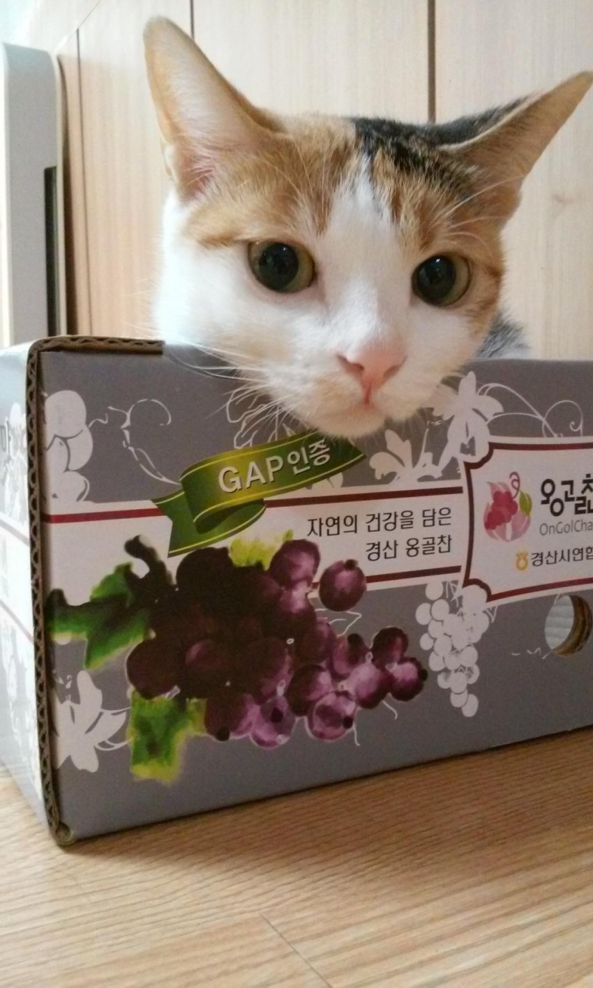 1601884885 (4).jpg : 얘 추석연휴 끝난 후가 더 달단다 1601884885 (4).jpg : 얘 추석연휴 끝난 후가 더 달단다