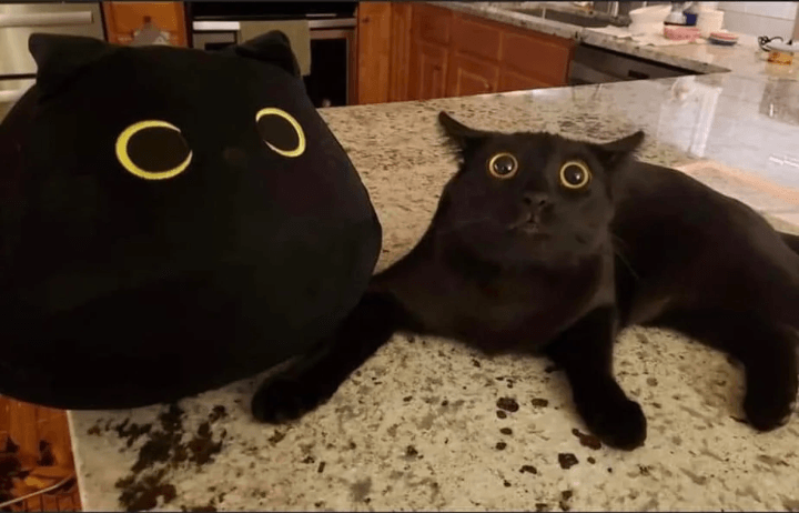 1654383319.png : 보지보여주고죽어 1654383319.png : 보지보여주고죽어