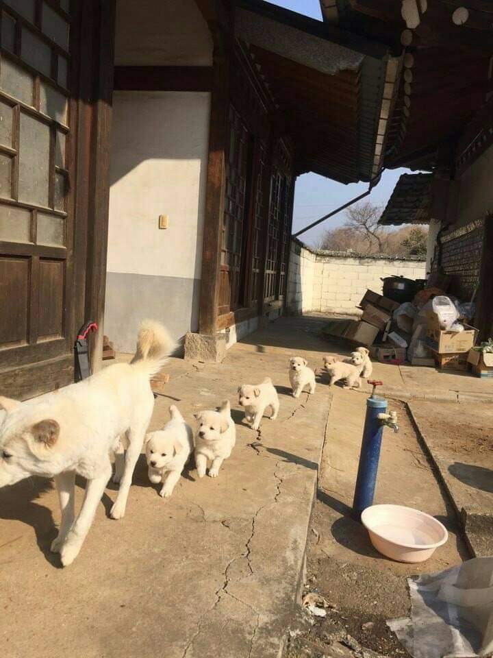 67940039_2493581970872317_111357854761353216_n.jpg : 시골개 특 67940039_2493581970872317_111357854761353216_n.jpg : 시골개 특
