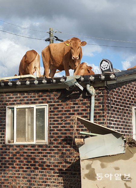102377853.1.jpg : 소가 지붕위에서 하는 말은?