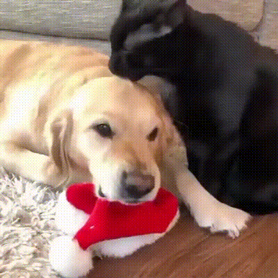 1577857252.gif : 분노조절잘해