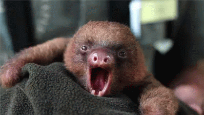 a9ca7fc8c6458a6868cf9a843928580c14285b19.gif : 하품하는 네흥이 a9ca7fc8c6458a6868cf9a843928580c14285b19.gif : 하품하는 네흥이