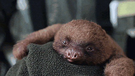 84a954006c68633d53269eb2c464f070153e91fe.gif : 하품하는 네흥이 84a954006c68633d53269eb2c464f070153e91fe.gif : 하품하는 네흥이