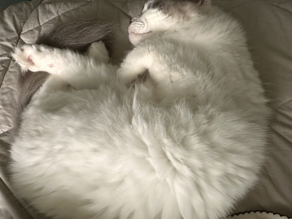 IMG_1271.jpeg : 고양이 자랑 한번만 하겠습니다 IMG_1271.jpeg : 고양이 자랑 한번만 하겠습니다