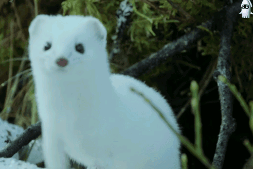 1551862495.gif : 12시만 되면 졸려 1551862495.gif : 12시만 되면 졸려