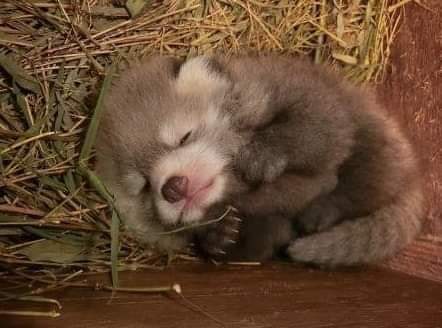 61660976_2351199791631097_7026301625622855680_n.jpg : 잘 자는 네흥이 61660976_2351199791631097_7026301625622855680_n.jpg : 잘 자는 네흥이