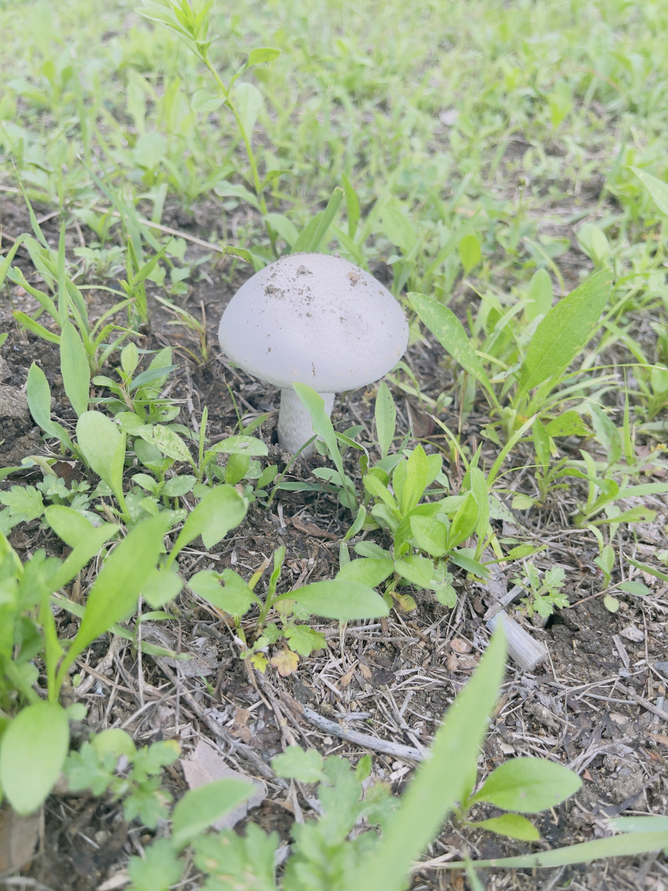 IMG_5642.jpeg : 네흥 키노코 IMG_5642.jpeg : 네흥 키노코